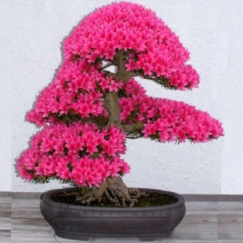 1 Professional Pack, 50 Seeds / Pack, Rare F1 Azalea Hardy Red Rhododendron Seeds, Perennial Shrub Plants for Bonsai #A00105
