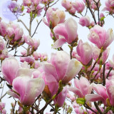 BELLFARM Yulan Magnolia Tree Seeds, 10 seeds, professional pack, yellow white pink light pink showy fragrant flowers