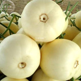 BELLFARM Sweet Melon Hybrid 'Xue Yu 188' Fruit Seeds, 10 grams, original pack, white skin white inside round melon