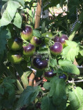 BELLFARM Imported Tomato 'Indigo Rose' Organic Fruit Seeds, only 10 seeds, 100% real unique dark vegetables high in anthocyanins