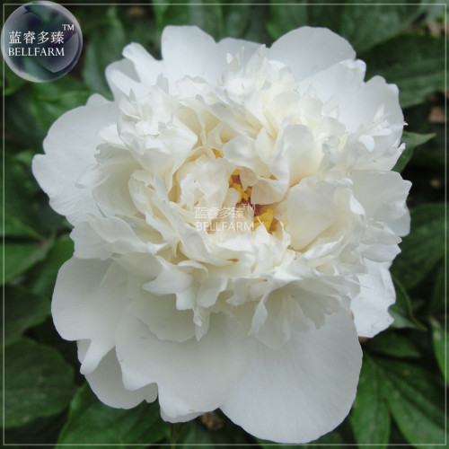 BELLFARM Peony Purely White Cream White Flower Seeds, 5 seeds, professional pack, big blooms home garden smell fragrant flowers