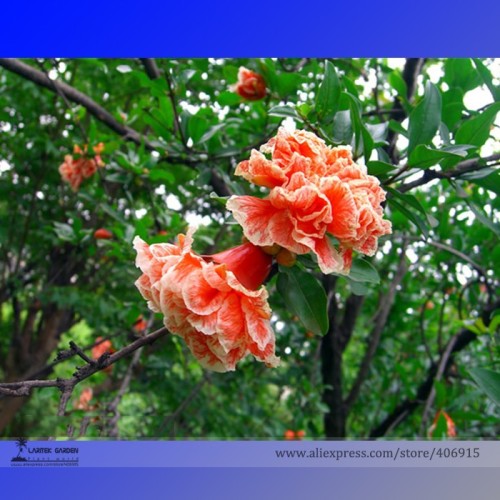 Heirloom 'Wu Hua' White Orange Pomegranate Flower Seeds, Professional Pack, 20 Seeds / Pack, Light Fragrant Punica Shrub Flowers