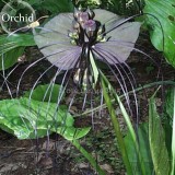 Rare 'Cat Face Beard' Black Orchid Perennial Flowers, 10 seeds, attractive light up garden E3595