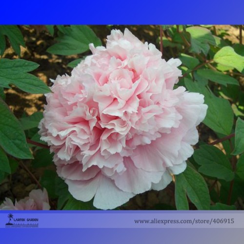 Rare 'Ruan Yu Wen Xiang' Pink Peony Subshrub Flower Seeds, Professional Pack, 5 Seeds / pack, Light Fragrant Flower E3187