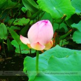 Heirloom Fragrant Ball Pink Nelumbo Nucifera Lotus Flower Seeds, Professional Pack, 1 Seed / Pack, Beautiful Flower E3135