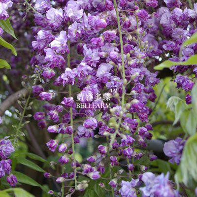 BELLFARM Wisteria Black Dragon Flower Seeds, 100 seeds, professional pack, double flowering fragrant vine plants