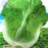 BELLFARM Italy Lettuce Organic Green Vegetable Seeds, 5 packs, 80 seeds/pack, der salat Chinese leaves home garden