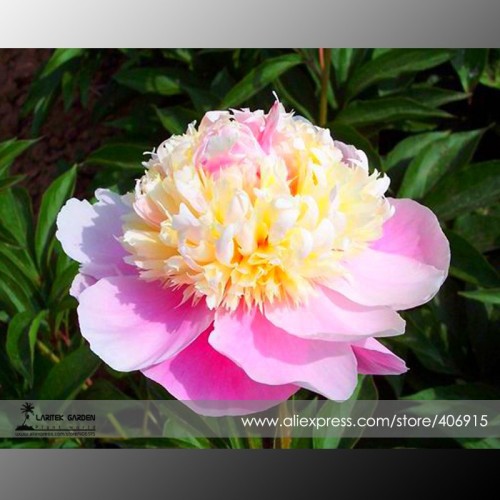 Rare 'Craft Unique Flower' Pink Orange White Peony Plant Seeds, Professional Pack, 5 Seeds / Pack, Very Beautiful Fragrant E3357