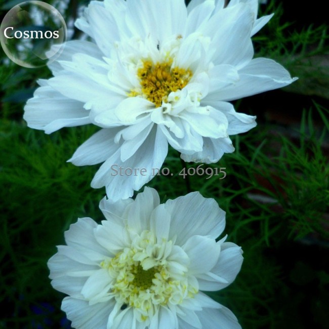Double Click Snow Puff Cosmos. 50 Seeds. big blooms perfect for cutting E3919