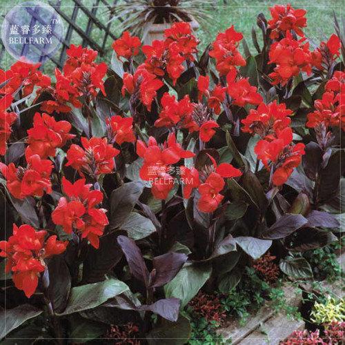 BELLFARM Scarlet Canna Tropical Bronze Perennial Flower Seeds, 10 seeds, professional pack, red leaves red flowers home garden