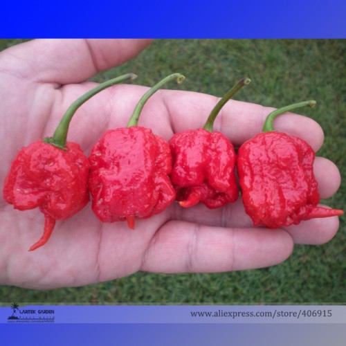 Rare Carolina Reaper Chili Pepper Seeds, Professional Pack, 10 Seeds / Pack, World's Hottest Pepper E3229