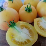 BELLFARM Wapsipinicon Peach Heirloom Tomato Bonsai, 100 Seeds Edible Sweet Golden Tomato for Home Garden Bonsai E3157
