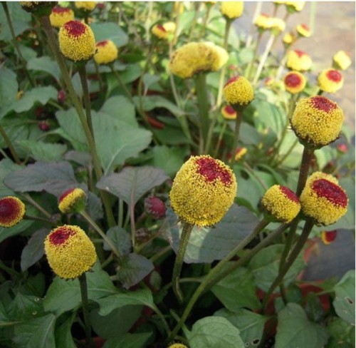 10 Professional Pack, 30 Seeds/Pack, Rare Spilanthes Oleracea Seeds + Mysteriousn Gift