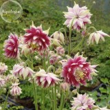 Rare Beautiful Mixed Garden Columbine Aquilegia Pink Bi-color Black White Purple Flowers, 50 Seeds, very beautiful E3690