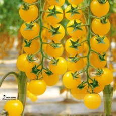 Rare Hawaii Bright Yellow Cherry Tomato Organic Seeds, Professional Pack, 100 Seeds / Pack, Tasty Excellent Fruit E3049
