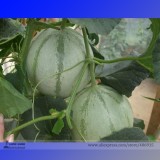 Rare Canadian Heirloom Oka Melon Bizard Island Strain Cucumis Melo Seeds, Professional Pack, 20 Seeds / Pack, Sweet Muskmelon