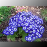 Blue Daisy White Heart, Professional Pack, 200 Seeds / Pack, Very Beautiful Garden Flowers #LG00026