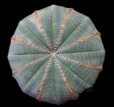 Euphorbia obesa Basketball Sea Urchin Seeds, Professional Pack, 2 Seeds, Living Baseball Golf ball succulent plant E3988