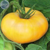 Brandywine Yellow Big Zac Tomato Seeds, 100 Seeds, Professional Pack, imported heirloom vegetables edible E4080