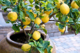 BELLFARM Giant Lemon Yellow Fruit Tree Seeds, 20 seeds, professional pack, organic big fruits home garden plants