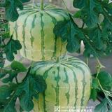 Big Red Sweet Square Watermelon Heirloom Seeds, Professional Pack, 50 Seeds / Pack, 15% Sugar Juicy Foursquare Water Melon