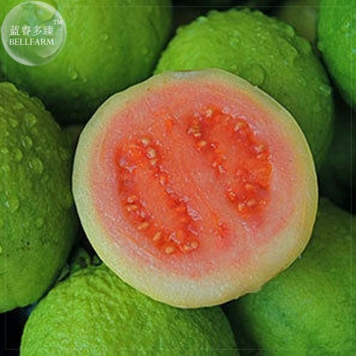 BELLFARM Apple Guava (Psidium Guajava) Seeds, 20 Seeds, Professional Pack, tasty organic fruits E4187