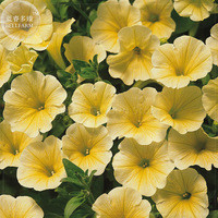'Sunrise Cascading Trails' Yellow Petunia Hybrid Seeds, 200 seeds, professional pack, a must for hanging baskets E4099