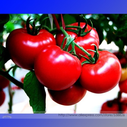'Sami' Big Bright Red Tomato Hybrid F1 Fruit Seeds, Professional Pack, 100 Seeds / Pack, Crisp Sweet Fragrant Tomato
