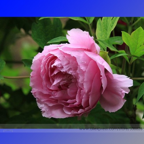 Rare Heirloom Pink Peony Tree 'Feng Xia' Flower Seeds, Professional Pack, 5 Seeds / Pack, Beautiful Garden Shrub Flower NF645