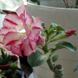 Imported 'Color Bell' Adenium Desert rose, Professional Pack, 2 Seeds, 3-layer pink rose red petals E4029