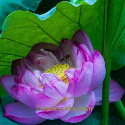 1 Professional Pack, 1 seeds / pack, 'Bathing Beauty' Pink Lotus Flower Water Lily Flower Aquatic Plants DIY #NF210