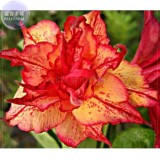 BELLFARM Imported Adenium seed, only 1 Seed, big blooms colorful desert rose 24 types for your choice E4192