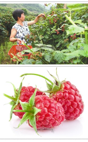 1 Professional Pack Pack, 80 seeds / pack, Perennial Raspberry Fruits, Feral Rubus Idaeus Bush Fruit Seeds
