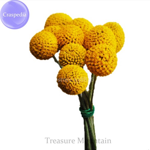 Craspedia Billy Balls Yellow Flower, 10 Seeds, golden ball cut flowers TS242T