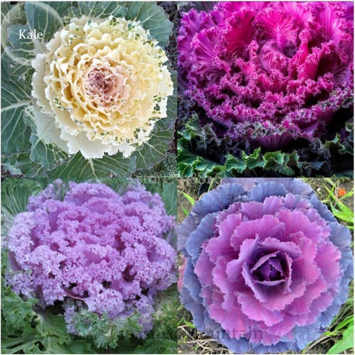 Brassica Oleracea Heirloom Mixed Ornamental Kale, 30 Seeds, Flowering Cabbage Non-Gmo White Red Purple Colors TS249T