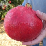 BELLFARM Giant Pomegranate Seeds, 20 Seeds, Professional Pack, tasty organic fruits punica granatum E4188
