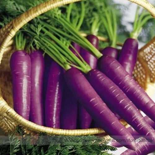 'Haze' Purple Carrot Vegetable Seeds, Professional Pack, 100 Seeds / Pack, Rare Seeds #NF942