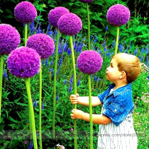 Heirloom Allium Giganteum Giant Onion with Purple Flower Seeds, Professional Pack, 50 Seeds / Pack, Interesting for Kids #NF939