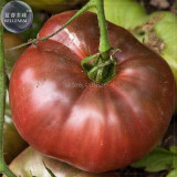 BELLFARM 'Eluosi' Cherokee Purple Giant Tomato, 100 seeds tasty edible vegetables high yield fruits for home garden