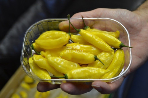 BELLFARM Chilli Peruvian Lemon Yellow Hot Pepper Seeds, 15 seeds, rare South American citrus flavoured chilli