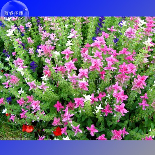 Clary Salvia Mixed (Red, Blue) Flower Seeds, professional pack, 30 Seeds, salvia horminum perennial flowers TS324T