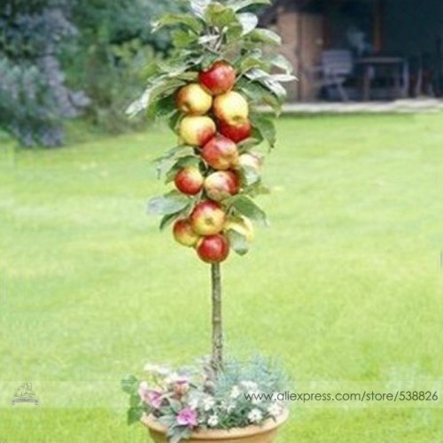 Red Sweet Bonsai Apple Tree Fruit Organic Seeds, Professional Pack, 10 Seeds / Pack, Great Tasty Juicy Fruit #NF664