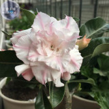 BELLFARM Adenium Light Pinkish White Flower Seeds, 2 seeds, 6-layer big blooms home bonsai desert rose plants E4297