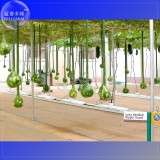 Long Handle Dipper Gourd, 10 seeds, Professional pack, ornamental interesting gourd TS360T
