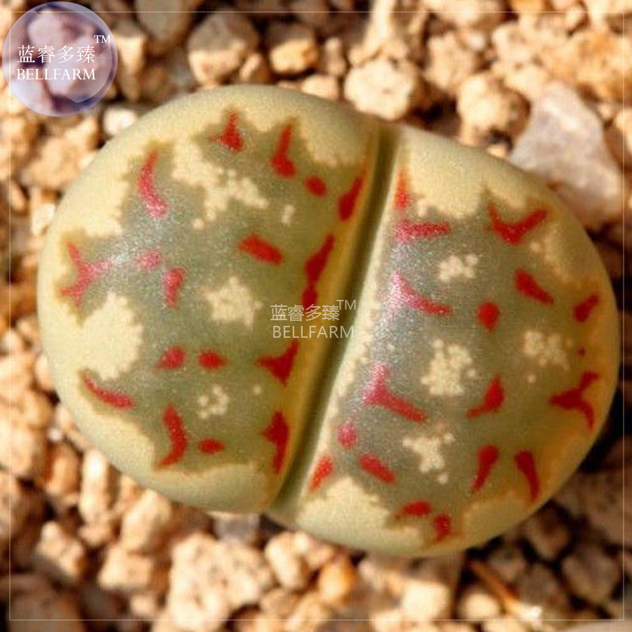 Живые камни семена. Lithops dorotheae c124. Литопс Карасмонтана. Lithops karasmontana “Orange Ice”. Lithops verruculosa.