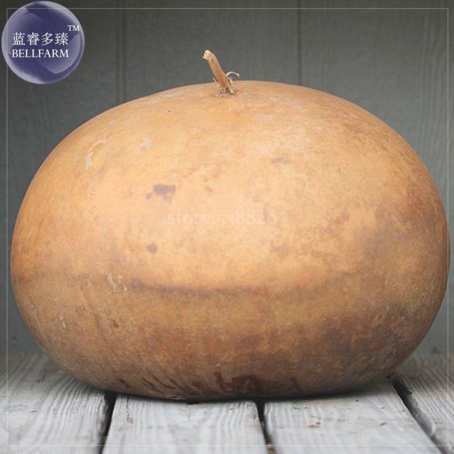 African Bushel Basket Groud Lagenaria siceraria, 10 Seeds, Professional Pack, organic ornamental groud TS357T