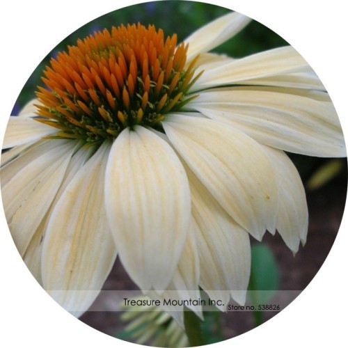 Cream & Sugar Echinacea x hybrida Elegant Bloom Coneflower Seeds, Professional Pack, 200 Seeds / Pack, Very Rare Beautiful TS099