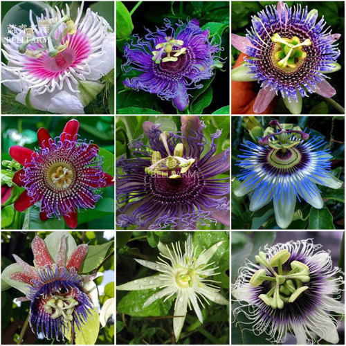BELLFARM Passiflora Passion Mixed Flowers Seeds, 30 seeds, tasty colorful home garden climbing perennial plants