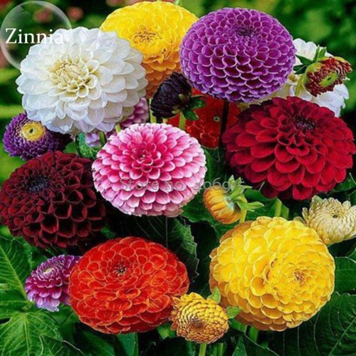 Rare Beautiful Mixed Zinnia Flowers Youth-and-old-age, 50 Seeds, strong fragrant attract butterflies light up your garden E3688