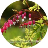 Heirloom Red Lamprocapnos spectabilis Bleeding-Heart Plant Flower Seeds, Professional Pack, 5 Seeds / Pack, Very Beautiful